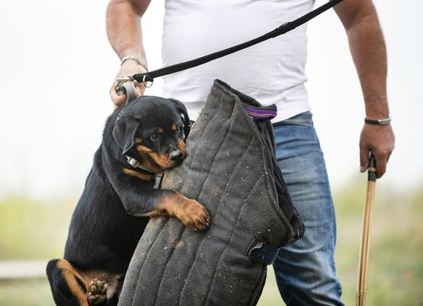 What are the key considerations for choosing toys that are safe for a teething Labrador Retriever?